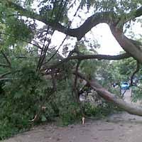 Hujan Angin, Pohon Tumbang Timpa Mobil di Haji Nawi