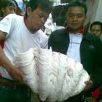 Seminggu Sebelumnya Edi Bermimpi Mancing Ikan Mas