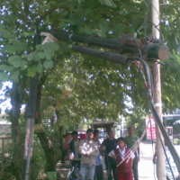 Distam: Pohon Tumbang di Jalan Gamelan Bukan Karena Tua