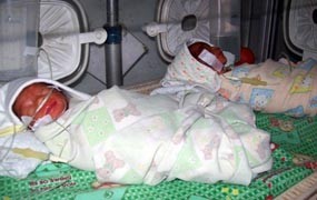 Bayi Kembar 3 Lahir di Kota Tahu