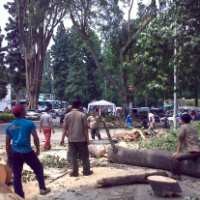 Jadi Kuburan Ikan, Pohon-Pohon di Jalan Ganesa Dipangkas