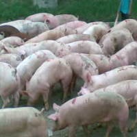 Pemkot Yogyakarta Tak Larang Perdagangan Daging Babi
