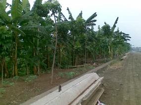 Lari dari Panasnya Jakarta ke Hutan Pisang