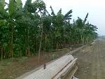 Lari dari Panasnya Jakarta ke Hutan Pisang