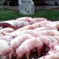 26 Negara Peserta ADB Terjangkit Flu Babi