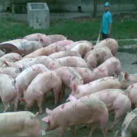 Dubes Meksiko Keberatan dengan Istilah Flu Meksiko