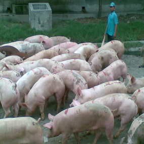 Ribuan Babi Di Bali Dicek Darah Dan Lendirnya