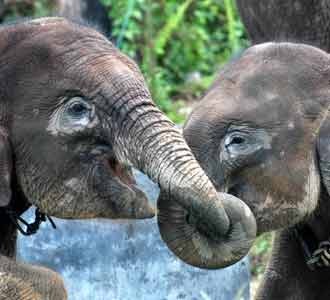 Gajah Sumatera di TNTN