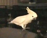 YouTube Buktikan Burung Pandai Berdansa 