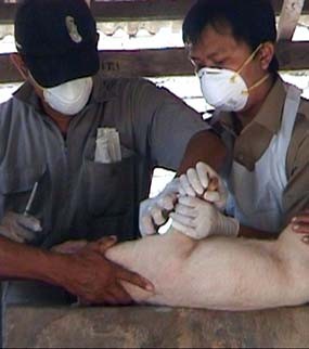 Rawan Virus H1N1, Babi di Kediri Diambil Sampel Darah