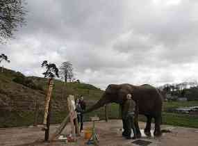 Dua Ekor Gajah Pandai Tewas Dicincang