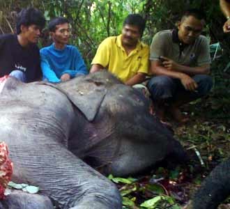 Bangkai Gajah Rege