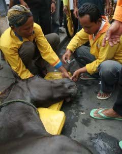 Flu Kuda Serang India, 43 Kuda Tewas