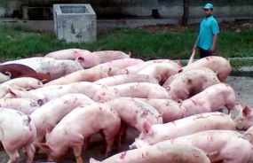 Kembangkan Vaksin, Bio Farma Datangkan Virus Flu Babi