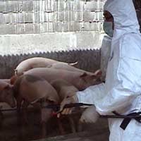 Unair Surabaya Siap Ciptakan Vaksin Virus H1N1