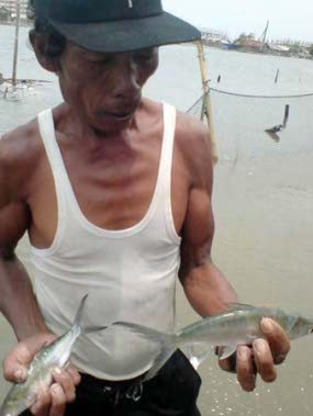 Petani Bandeng Asapi Ribuan Ikan yang Mati Mendadak