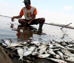 Takut Masih Ada Racun, Warga Khawatir Mengonsumsi Ikan Teluk Jakarta