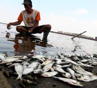 Ribuan Ikan Mati Mendadak
