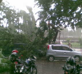 Hujan Angin, Pohon Tumbang di Pondok Indah