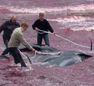 Tradisi Pembantaian Paus di Faroe
