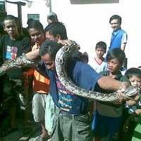 Iiih..Ada Ular Sanca Dalam Kloset Rumah