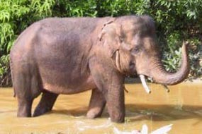 Dua Ekor Gajah Liar Ditemukan Tewas di Riau
