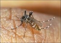  Virus Chikungunya Serang Ratusan Warga Sumsel 