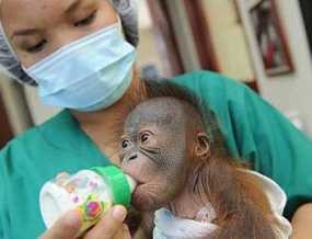 Tempat Perlindungan Orangutan di Malaysia Menuai Kecaman