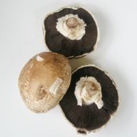 Portobello, si Topi Gendut yang Lezat