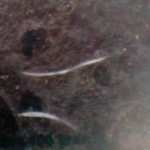 BBPOM Bandung Segera Tarik 4 Merek Dendeng Sapi