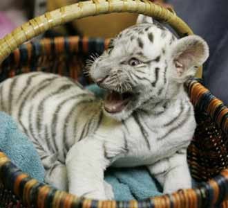 Bayi Harimau Putih Bermain