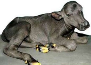 Ini Dia Kerbau Kloning dari India