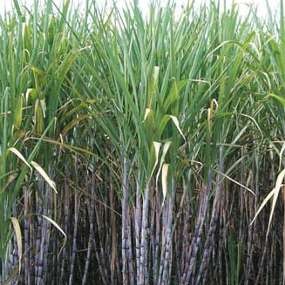 9 Pabrik Gula Ikut Program Restrukturisasi Mesin Rp 50 Miliar