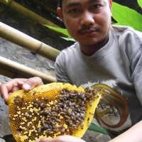 Madu Pahit dan Tanaman Berantas