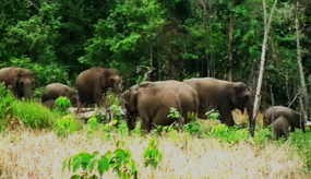 Satu Ekor Gajah Terlatih Kembali Ditemukan Tewas