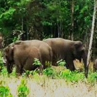 Satu Ekor Gajah Terlatih Kembali Ditemukan Tewas