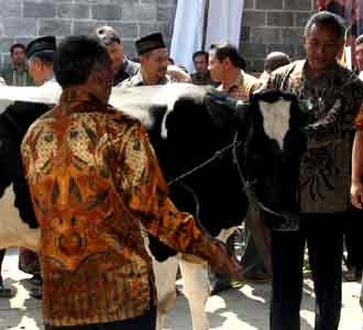 Peternak Sapi Perah Terima Bantuan 