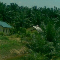 Produksi CPO Sumbang US$ 7,868 Juta