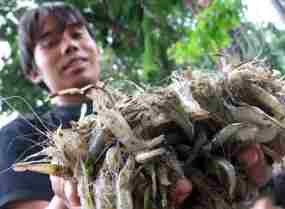RI Perpanjang Lagi Larangan Impor Udang Vanamae