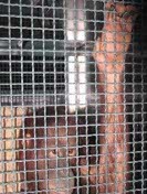 Rencana Mitigasi Kemusnahan Orangutan Memang Bagus 