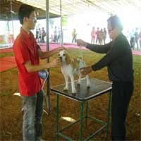 Ratusan Anjing Meriahkan Kejuaraan Nasional