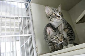 300 Kucing Gagal Dijadikan Sup di Restoran