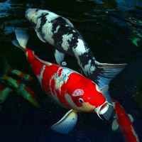 Google Earth Muluskan Pencurian Ikan Mahal