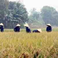 Produksi Padi 2009 Diprediksi Capai 62,56 Juta Ton