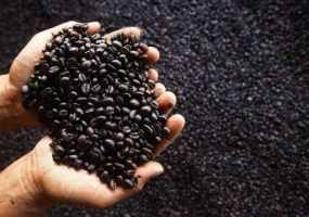 Pemerintah Kembangkan Kopi Spesialti
