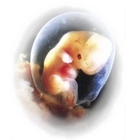 Tes Kelainan Embrio Segera Muncul 