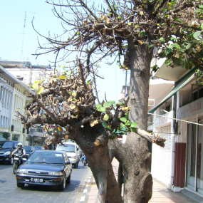 Karet Benggol Akan Diganti Pohon Dari Australia