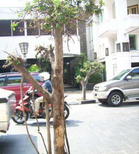 Pohon Yang Dicabut Diduga Dulu Sempat Dikuliti