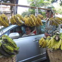 30 Tahun Gantungkan Hidup Pada Pisang