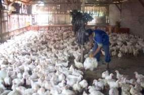 20 Juta Ekor Ayam Siap Amankan Puasa dan Lebaran